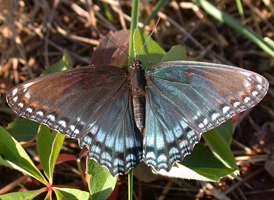 Red-spotted Purple